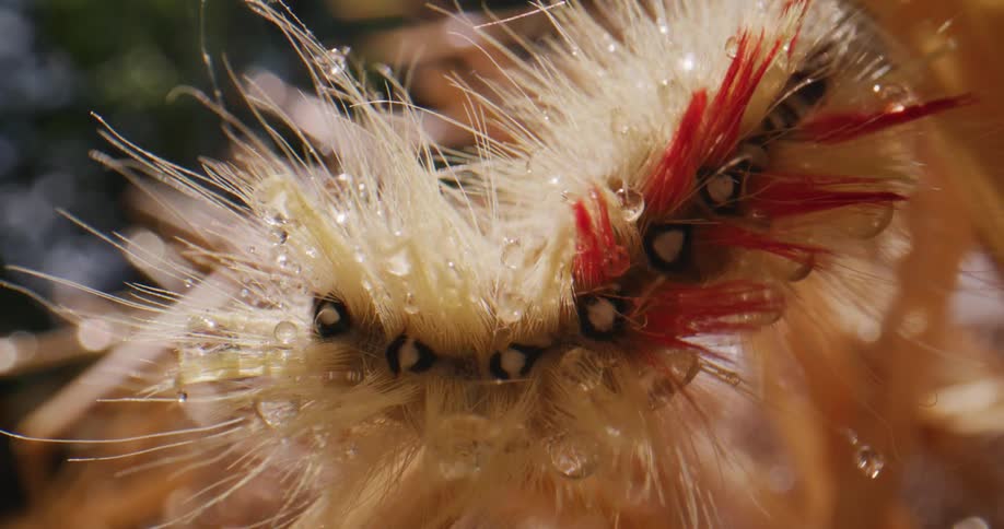 Dew drops dot hairs of fuzzy caterpillar crawling across beam
