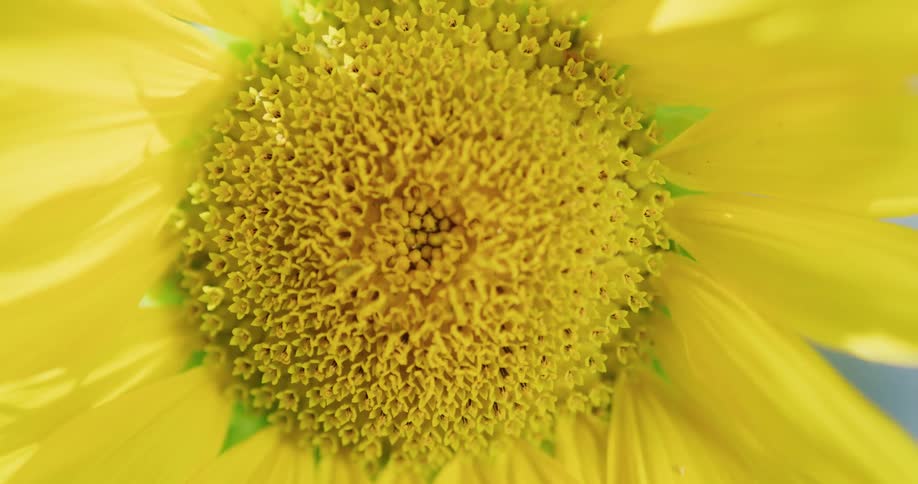 Close up view of a sun flower is displayed