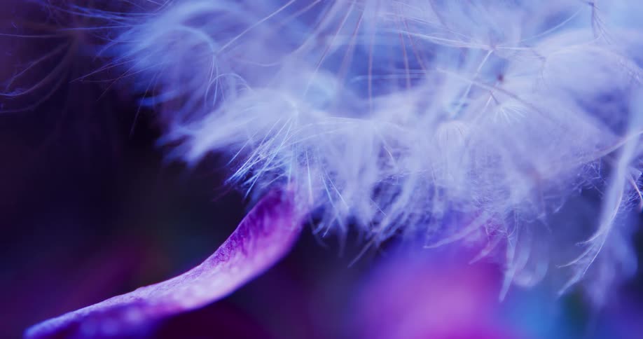 Closeup view of a dandelion with a purple color filter