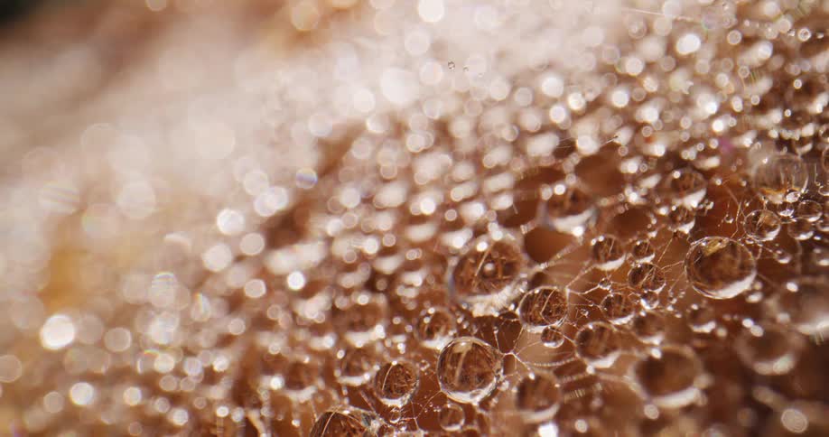 Extreme close up of water droplets resting over a spiderweb