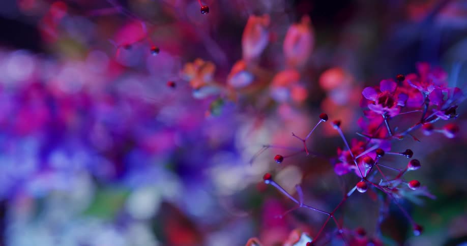 Bright purple flowering plant has reddish berries