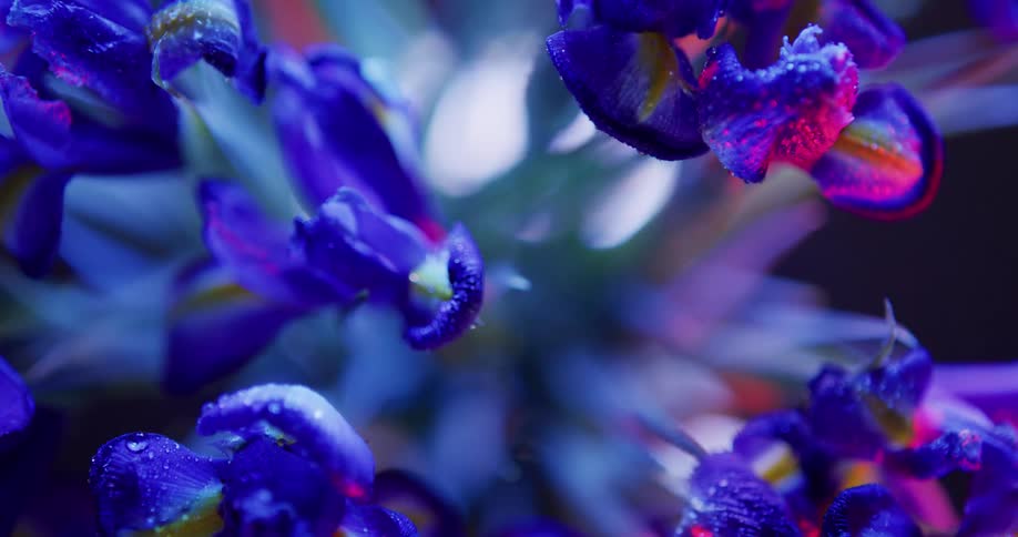 Pinkishlight passes over blossoming plant with blue yellow and white petals