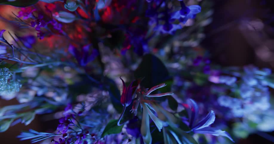 An orange light projected onto green leaves in a bouquet full of purple and blue