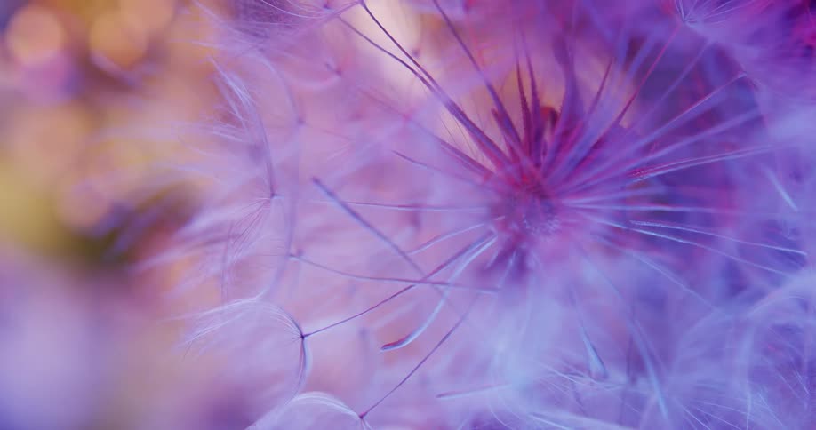 The wispy cloud like seeds of a flower with a bluish tinge