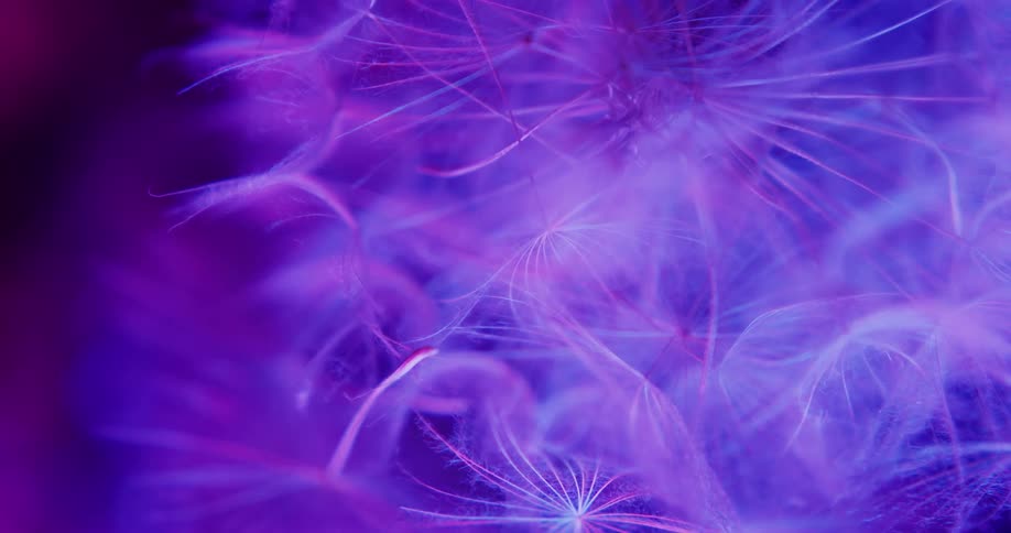 Extreme close up of the fluffy white dandelion seeds under a bright blue light