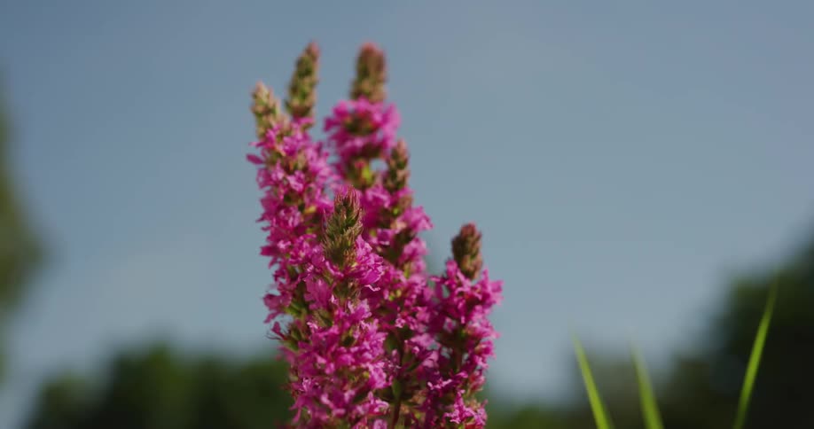 Close up view of a pink flower in a grassland area is displayed