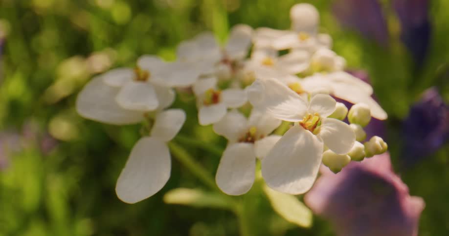Close up view of flowers in a grassland area is displayed