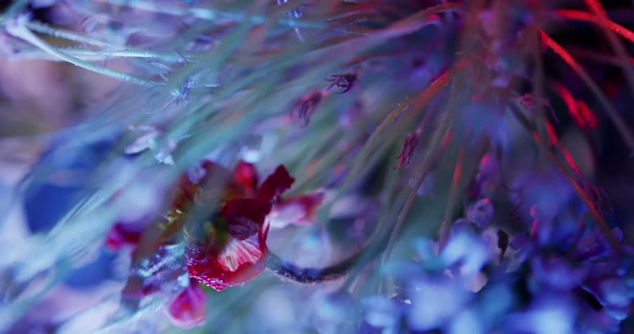 Close up view of flowers in a bouquet is dipslayed