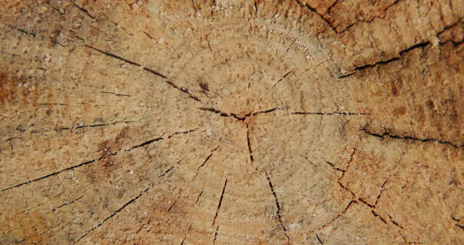 A cut piece of a tree stump is displayed