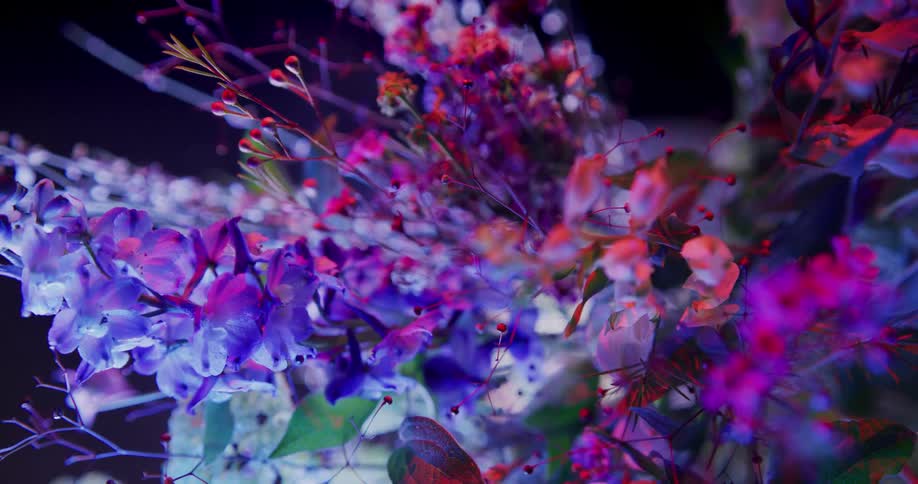 Close up view of flowers are displayed at night