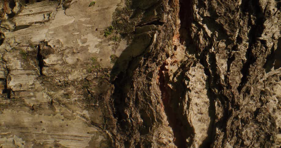 Close up view of a rock and cliff is displayed