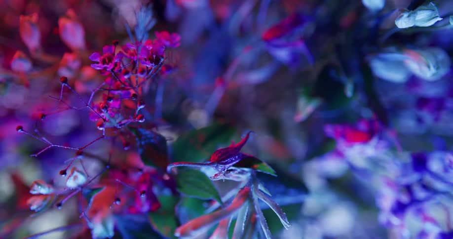 Close up view of flowers at night time is displayed