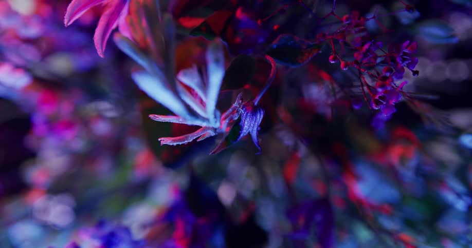 Close up view of flowers are displayed during night time