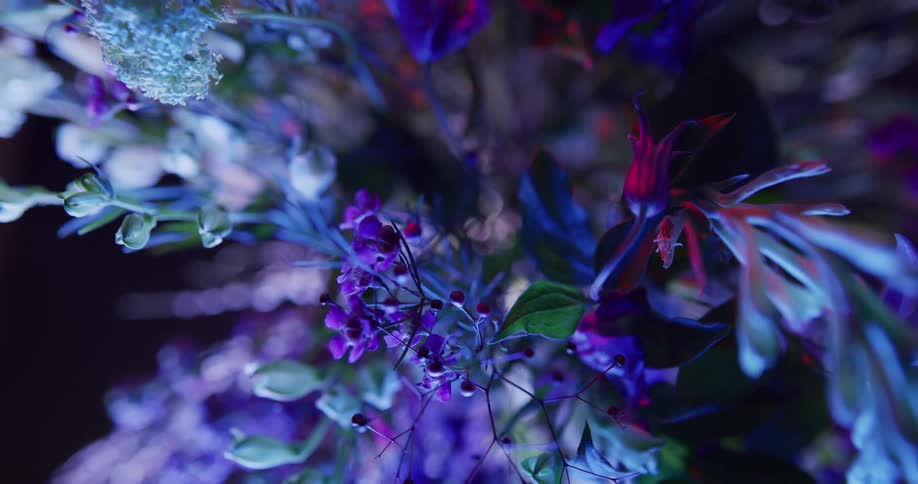 Close up view of flowers at night is displayed