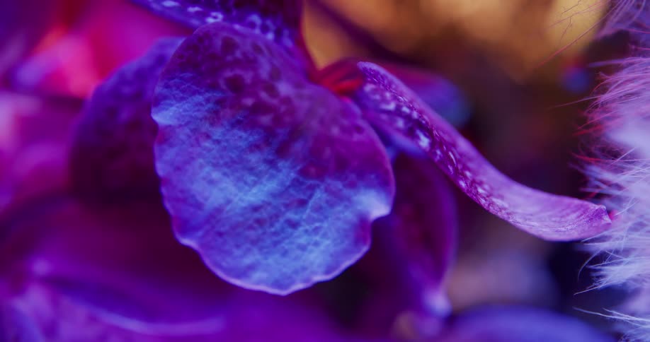 Close up of a flower bloom