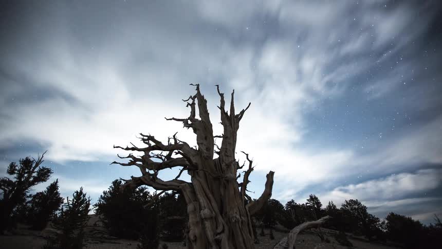 Clouds move across the sky over an old bare tree and forest as the stars in the milky way shine brightly as night turns to day