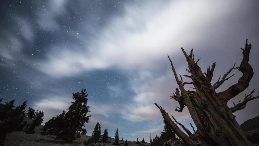 The stars in the milky way shine brightly as they move across the sky behind an old bare tree and clouds move in and night turns to day