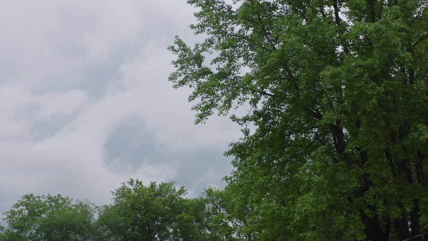 Trees in the woods move in the breeze under a cloudy sky