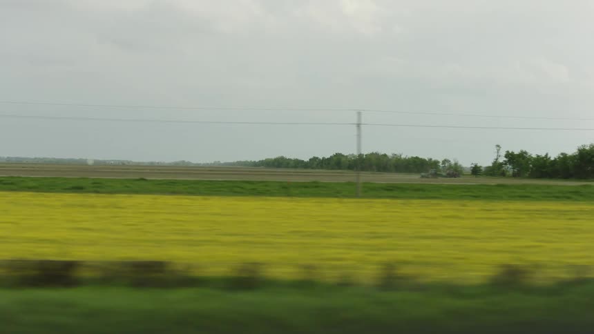 The fields are green