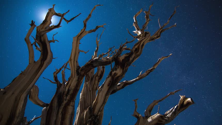 The stars in the galaxy shine brightly as they move across an azure sky behind old bare trees