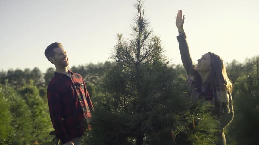 A couple are picking out a christmas tree at a tree farm during the day
