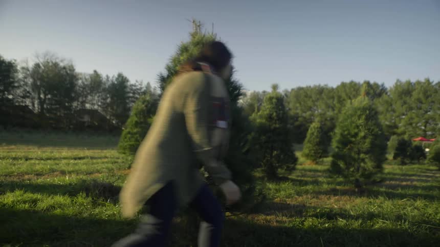A man and woman look for a christmas tree on a tree farm