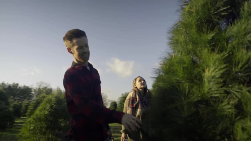 A man and woman look at trees on a christmas tree farm