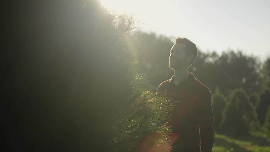 A man looks at trees on a christmas tree farm
