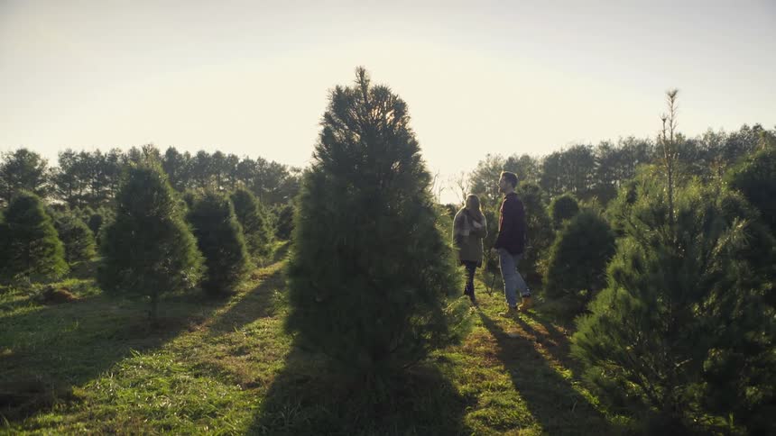 A man and woman look at trees on a christmas tree farm