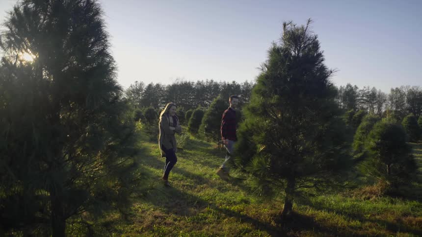 A man and woman look at christmas trees on a tree farm