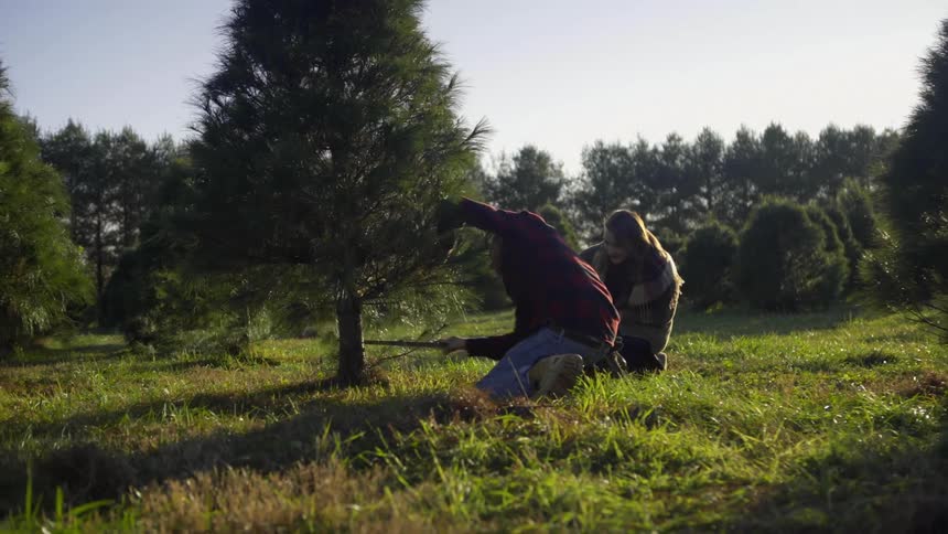A man cuts down a tree on a christmas tree farm