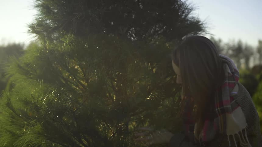 A woman looks at a tree on a christmas tree farm