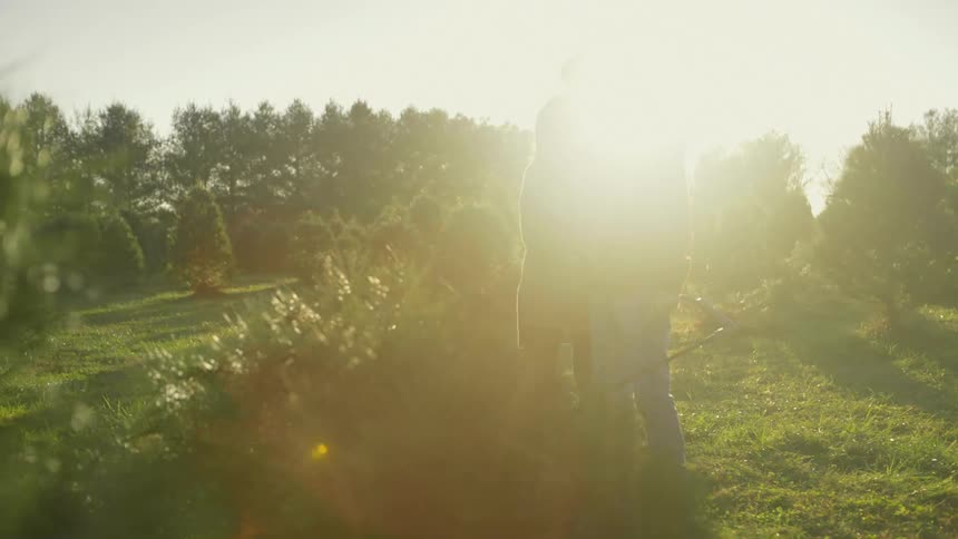 Couple kissing near sunset as they stand in a field of christmas trees