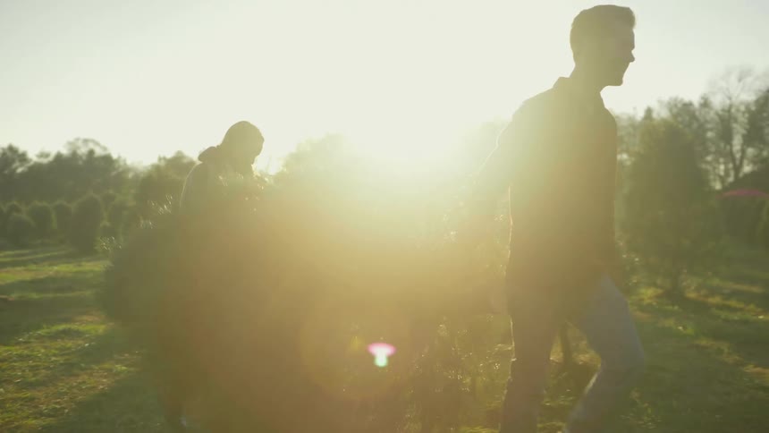 Couple carrying a christmas tree out of the field at sunset