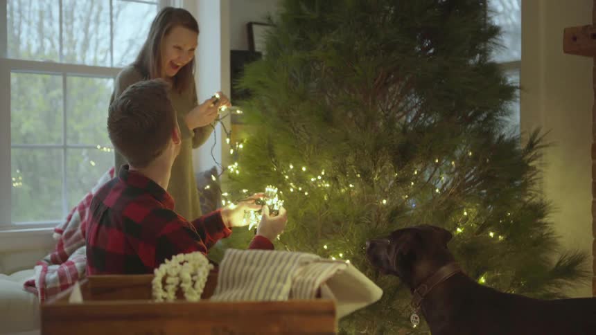 A dog is watching as a couple decorates the tree with lights
