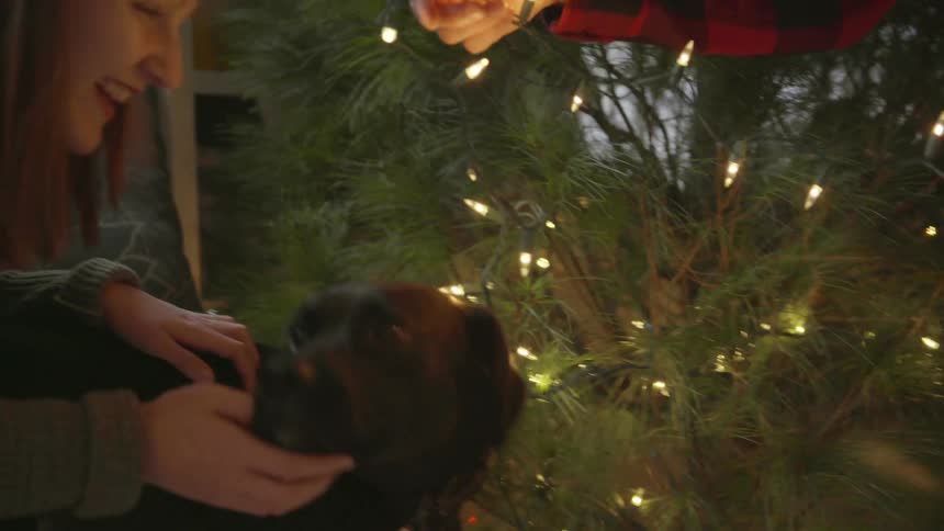 A dog sniffs a string of lights as its hung on a christmas tree
