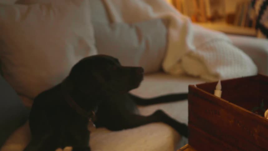A dog is sniffing a box full of christmas ornaments