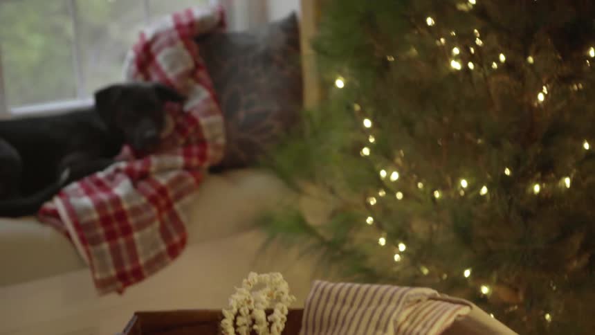 A dog naps next to a christmas tree