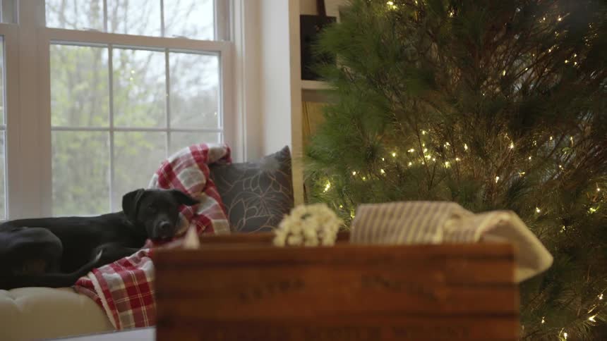 A dog is laying on the couch next to a christmas tree