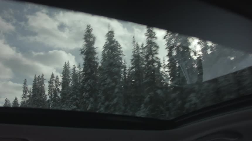 View of the pine trees through a car's sunshade