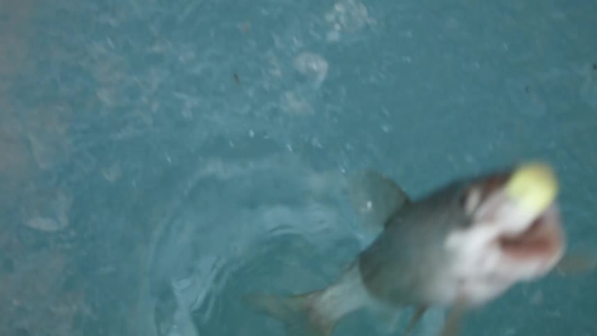 A fish being caught from beneath an ice floor