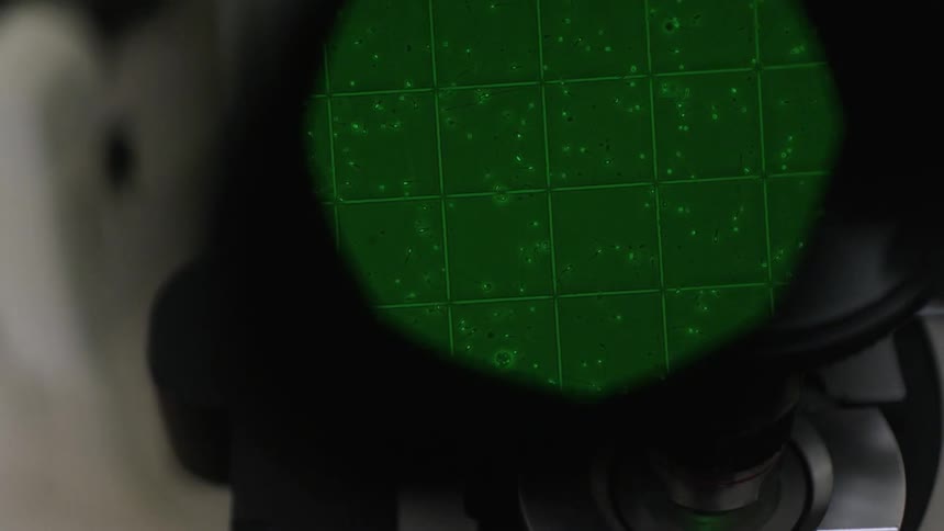 Small cells can be seen moving in a microscope