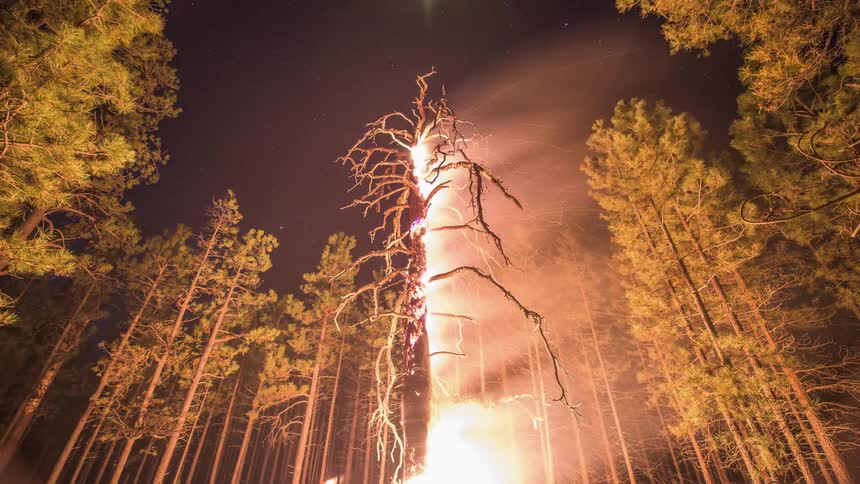 A single tree is on fire in the middle of a forest