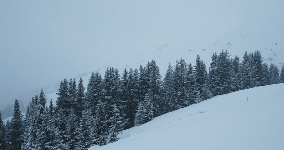 Snow falling on a snow covered mountain slope with a small grouping of evergreens