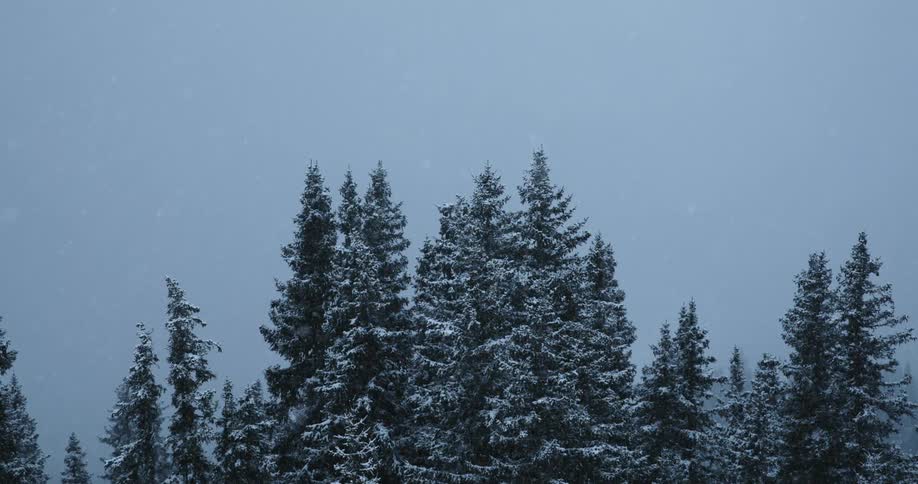 Snow falls from clear blue sky to coat conifer trees in forest