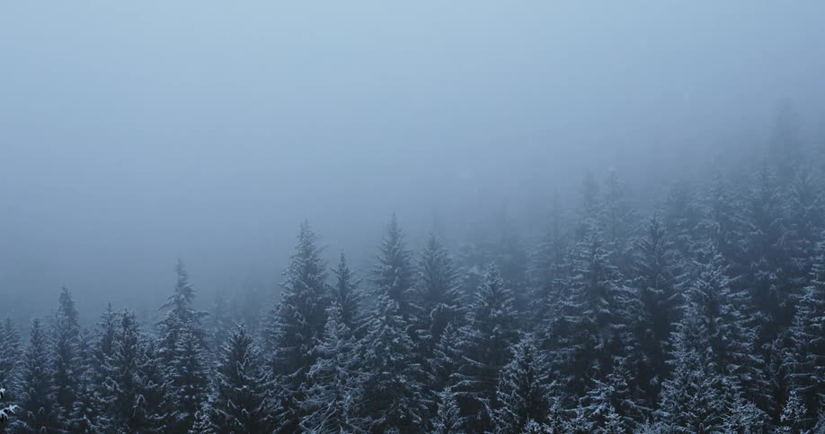 Snow falling on evergreen trees on a slope with thick fog