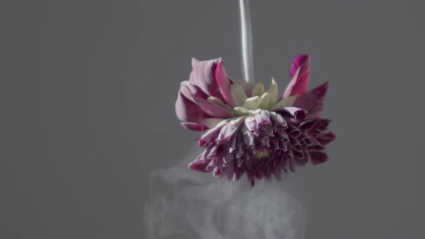 A frozen flower is hanging