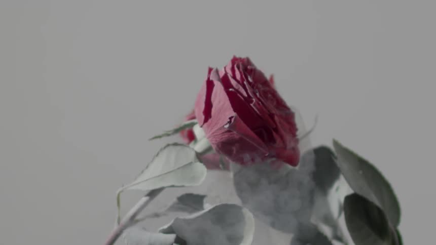 A red rose is frozen and steaming