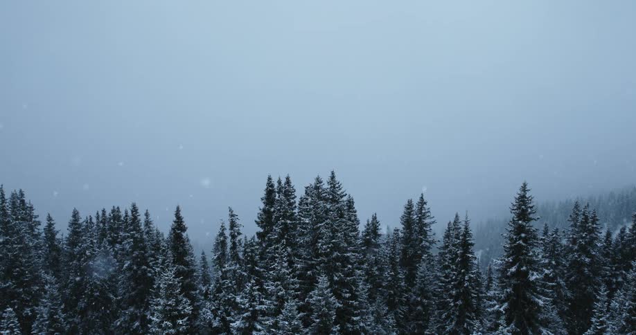 Snow falling on pine trees in a forest