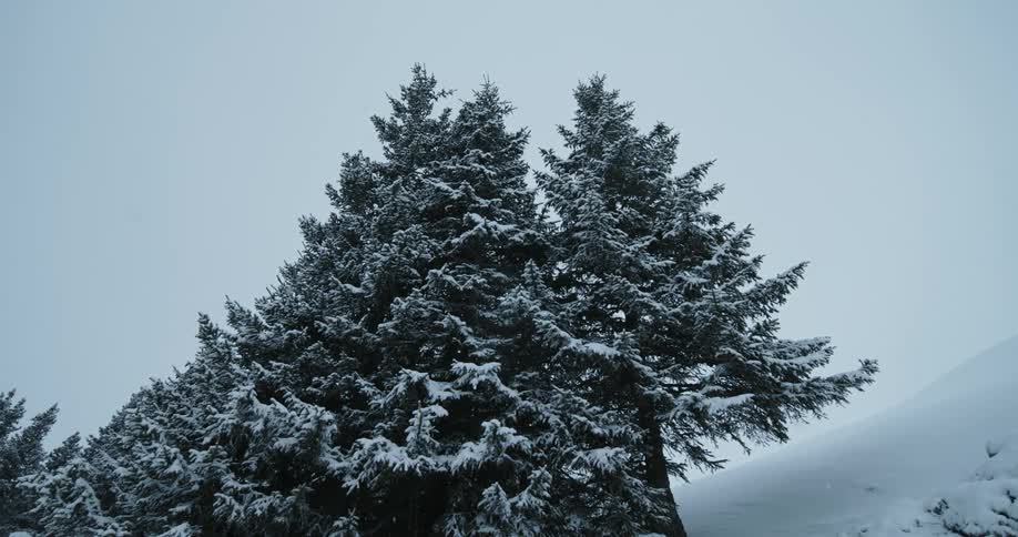 Snow is falling on some trees on a mountain